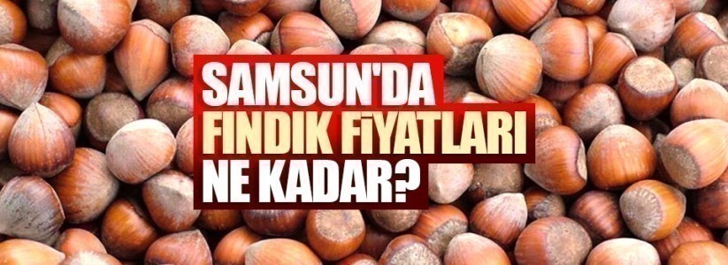 Güncel fındık fiyatları! 22 Kasım Pazar fındık fiyatları ne kadar? Samsun fındık fiyatları