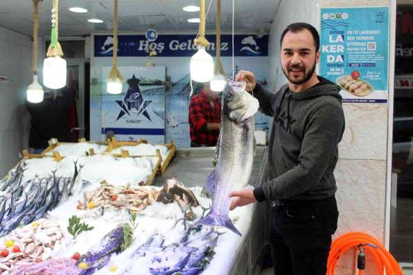 Bu balık tek başına 2 bin 100 lira - Sinop haber