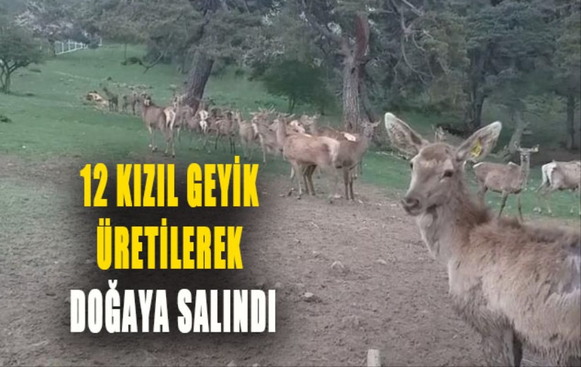 12 kızıl geyik üretilerek doğaya salındı