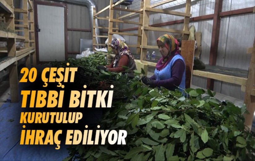 Samsun'da 20 çeşit tıbbi bitki kurutulup ihraç ediliyor