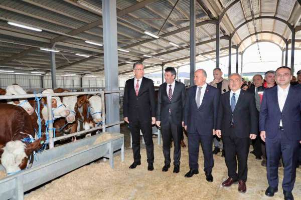 Ordu'da üreticilere gebe düve dağıtımı gerçekleştirildi