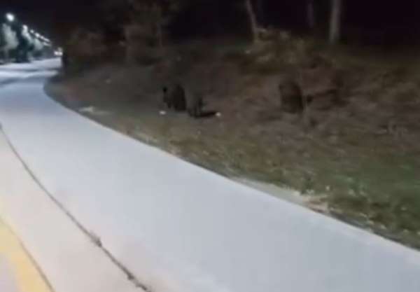 Aç kalan domuz sürüleri, üniversite kampüsüne indi