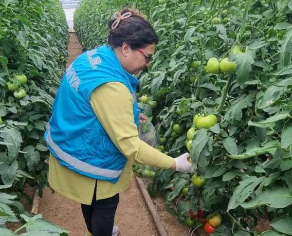 Kütahya'da örtüaltı üretim alanlarından domates numuneleri alındı