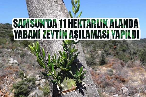 Samsun'da 11 hektarlık alanda yabani zeytin aşılaması yapıldı