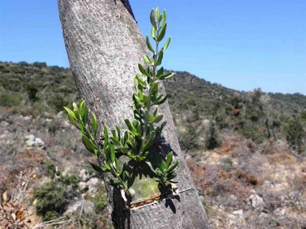 Samsun'da 11 hektarlık alanda yabani zeytin aşılaması yapıldı