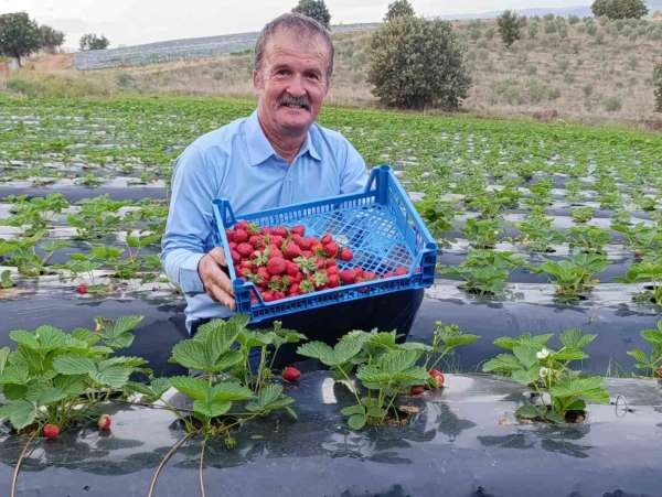 Köprübaşı'nda kasım ayında çilek bereketi