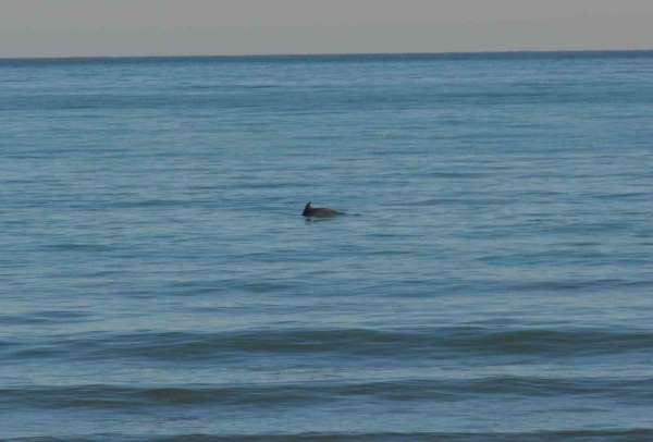Ordu'da Yunus şöleni: Balık avı kameralara yansıdı