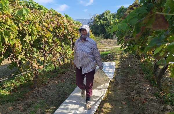 Sarıgöl'deki bağlarda örtü toplama mesaisi başladı