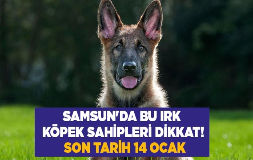 Samsun'da bu ırk köpek sahipleri dikkat! Son tarih 14 Ocak