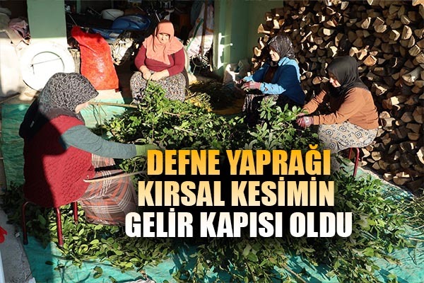 Defne yaprağı kırsal kesimin gelir kapısı oldu