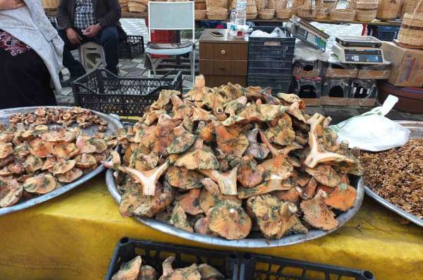 Balıkesir'de yağmur yağdı, mantar fışkırdı