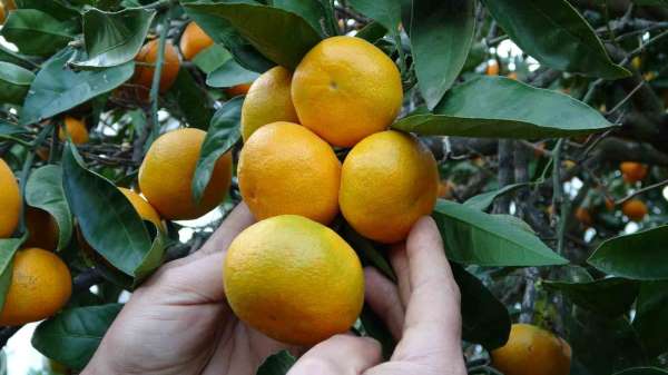 Ordu'da narenciye hasadı başladı