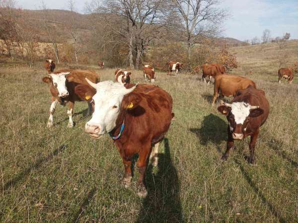 Samsun'da 2026 Şap Aşılama Programı başladı