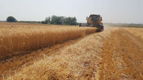 Osmaniye'de buğday hasadı başladı 