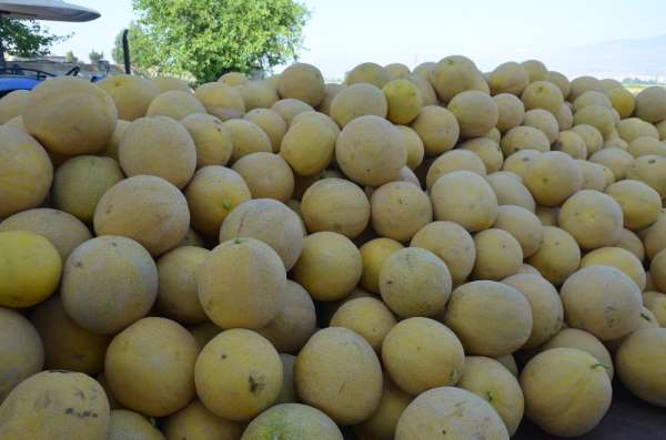 Aromasıyla meşhur Kırıkhan kavununda hasat başladı