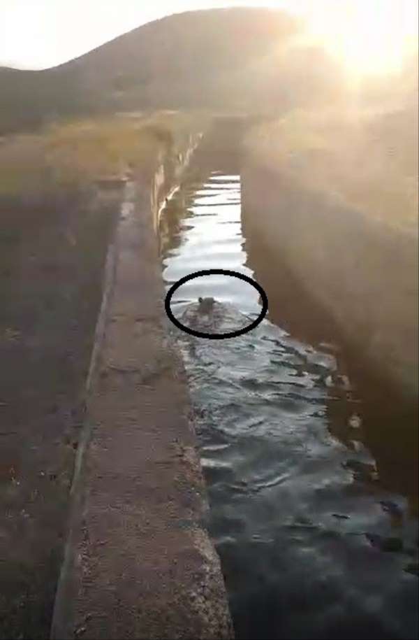 Sulama kanalına düşen yavru ayı vatandaşların yardımıyla kurtuldu 