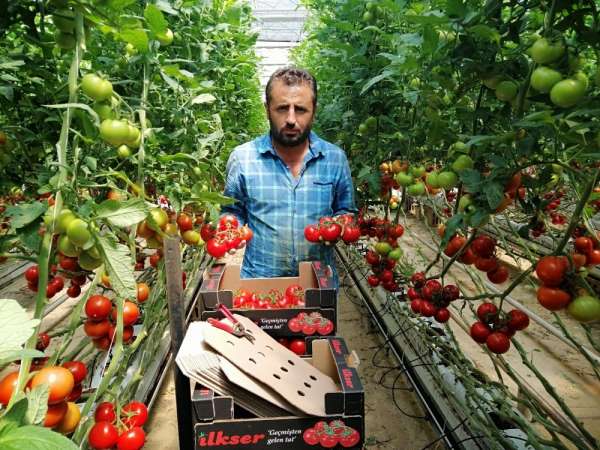 Yozgat'ta jeotermal serada yılın 12 ayı domates üretiyorlar 