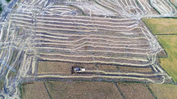 'Çeltik hasadı'nda hedef 350 ton 