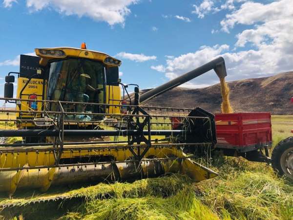 Sungurlu'da çeltik hasadı başladı 