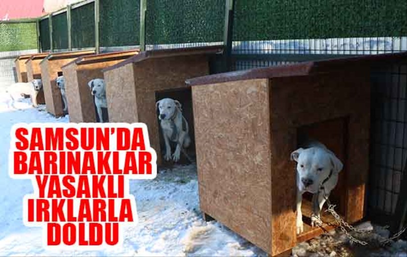 Samsun'da barınaklar yasaklı ırklar ile doldu