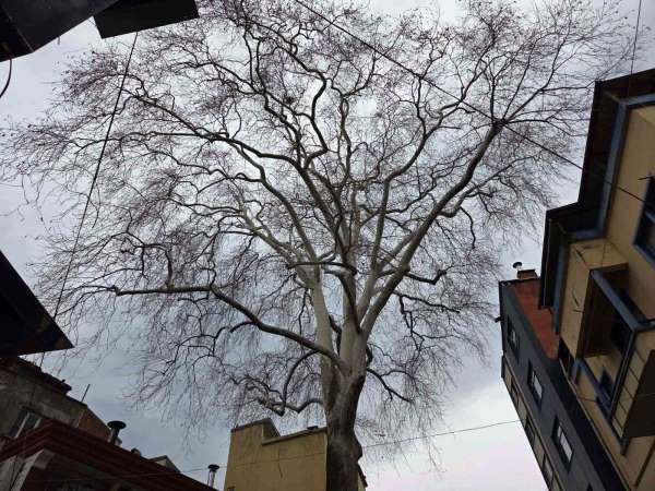 Samsun'un koruma altındaki 11 çınarından biri 160 yıldır dimdik ayakta