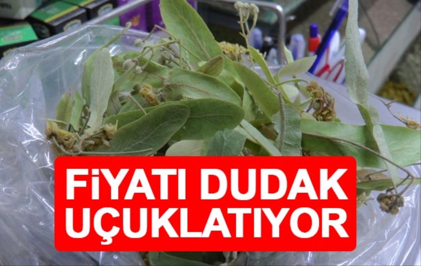 Ihlamurun kilosu 350 TL'den alıcı buluyor