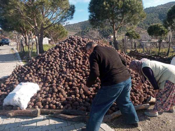 Burhaniye'de kozalak hasadı tamamlandı