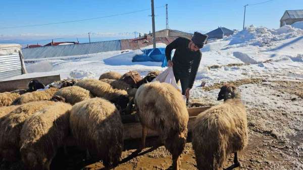 Süphan Dağı'nın eteğinde zorlu hayvancılık mücadelesi