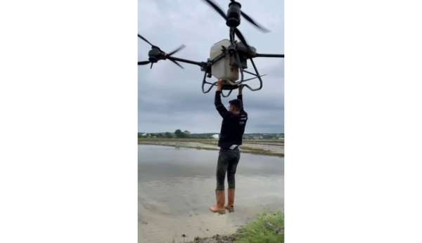 Çeltik tarlasında tehlikeli yolculuk: Drona asılıp uçtu