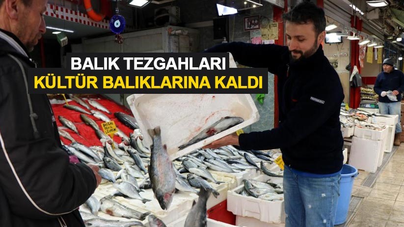 Balık tezgahları kültür balıklarına kaldı - Samsun haber