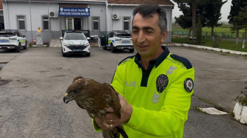Samsun'da Polisin yaralı halde bulduğu doğan koruma altına alındı