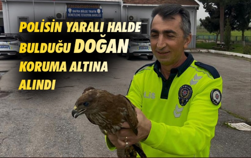 Samsun'da Polisin yaralı halde bulduğu doğan koruma altına alındı