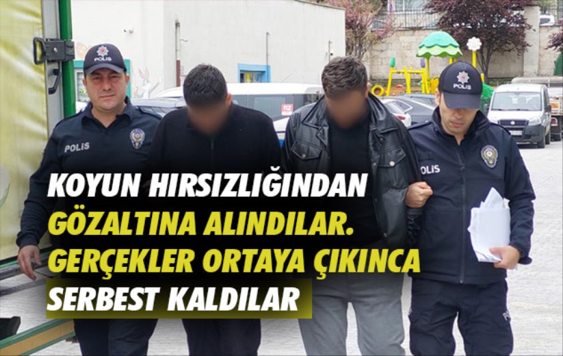 Samsun'da koyun hırsızlığından gözaltına alındılar gerçekler ortaya çıkınca serbest kaldılar