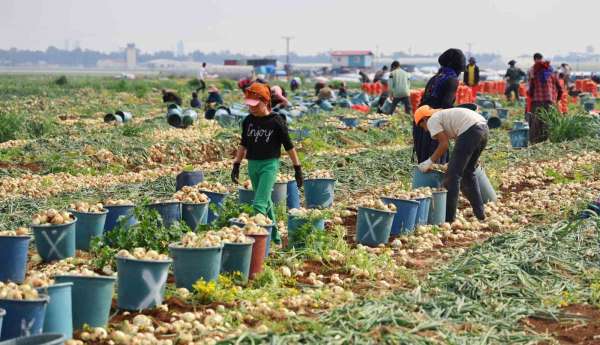 Tarlada soğan fiyatı 7-8 liraya kadar düştü