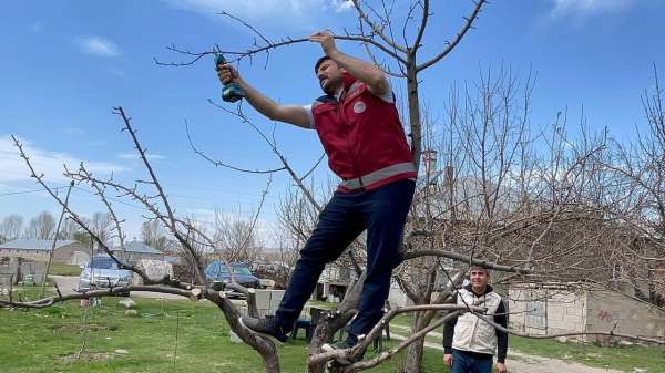 Van'da meyve ağaçları için budama eğitimi