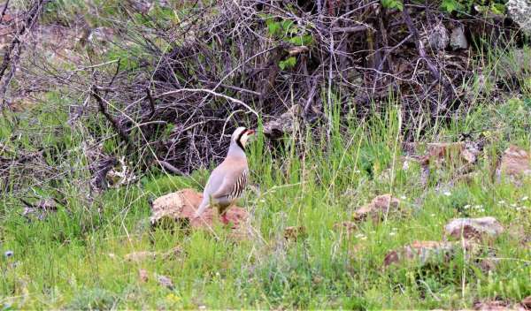 Olur'da keklikler objektiflere yakalandı
