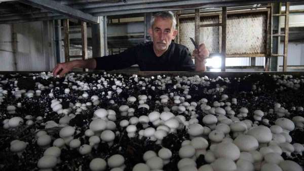 Yozgat'ta üretilen mantar, Karadeniz ve Doğu Anadolu Bölgesi'nin ihtiyacını karşılıyor