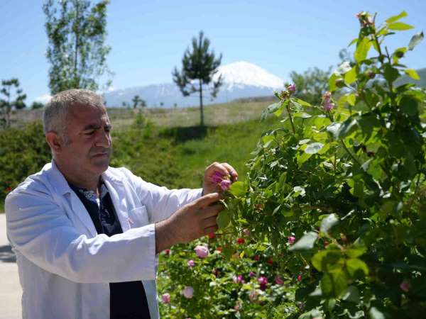 Iğdır Üniversitesi'nde yetişen güller kozmetik ürünlere dönüşüyor