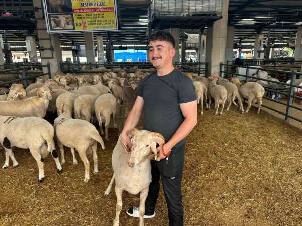 Bursa'daki sıra dışı 'gergedan boynuz'lu koç görenleri şaşırtıyor
