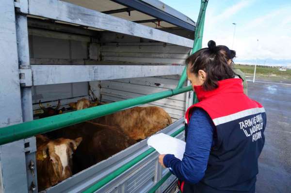 Erzurum'da kurbanlıklara sıkı denetim