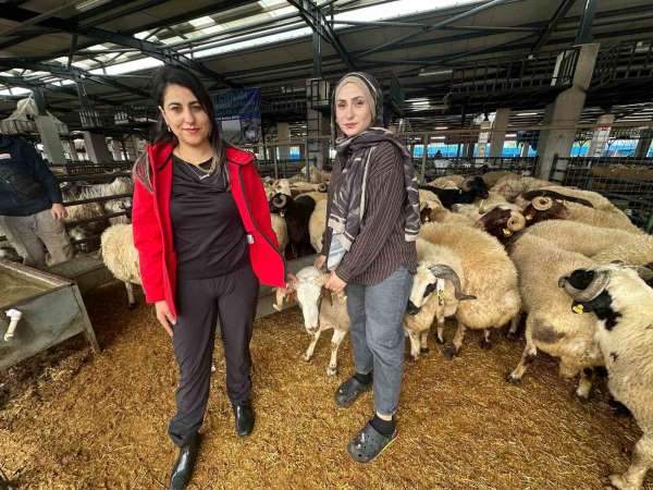 İki genç kuzen celep, Bursa'daki kurban pazarında rekabeti artırdı