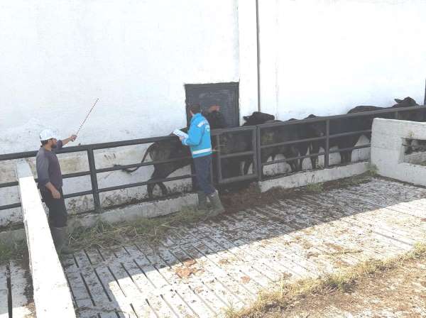Kütahya'da ithal besilik danaların aşılama ve sağlık kontrolleri yapıldı