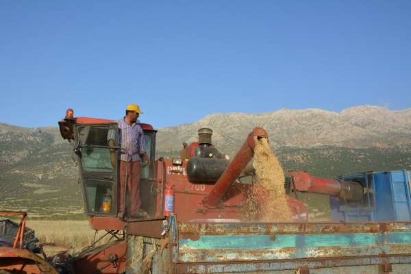Antalya'da arpa hasatı başladı