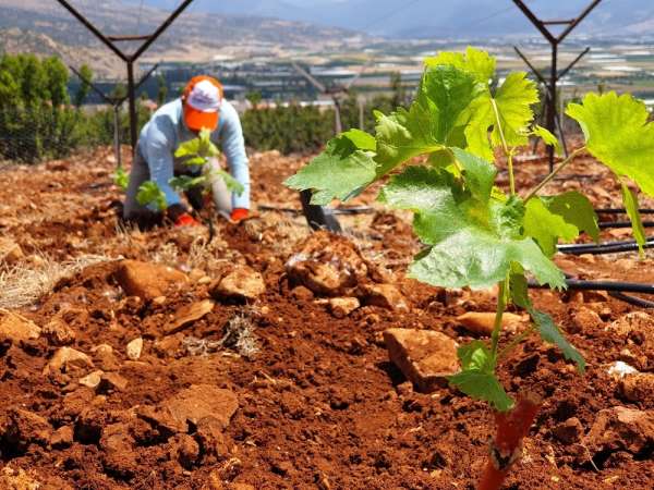 Elmalı MYO'da üzüm bağı kuruldu