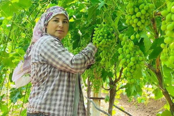 Çekirdeksiz Sultaniye üzümler ihracat için hazırlanıyor - Manisa haber