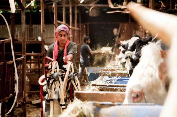 Evde canı sıkılan kadın hayvancılık işine girip 15 yılda servet sahibi oldu - Antalya haber