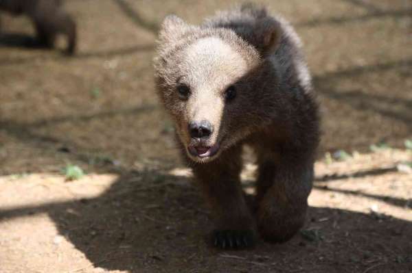 Sinop ve Van'dan getirilen iki yavru ayı, hayvanat bahçesine renk kattı - Kayseri haber