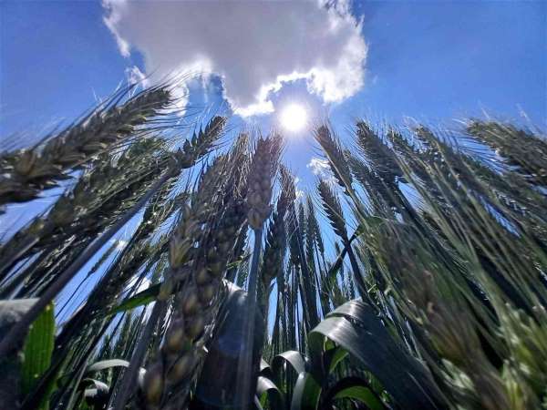 Tahıl ambarı Konya, tohum üretim merkezi oldu - Konya haber