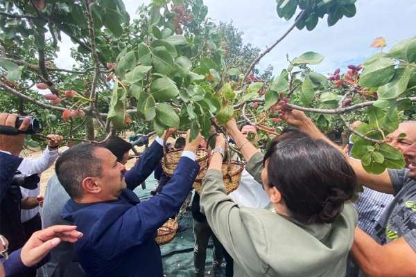 Ayvacık'ta üretilen Antep fıstığı kurulacak tesis ile markalaşacak