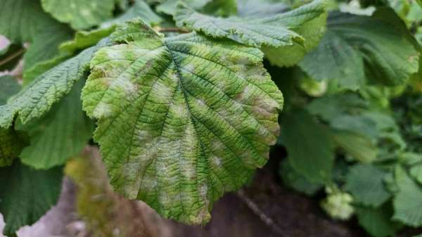 Fındıkta külleme, kahverengi kokarca ve fındık kurduna karşı mücadele çağrısı